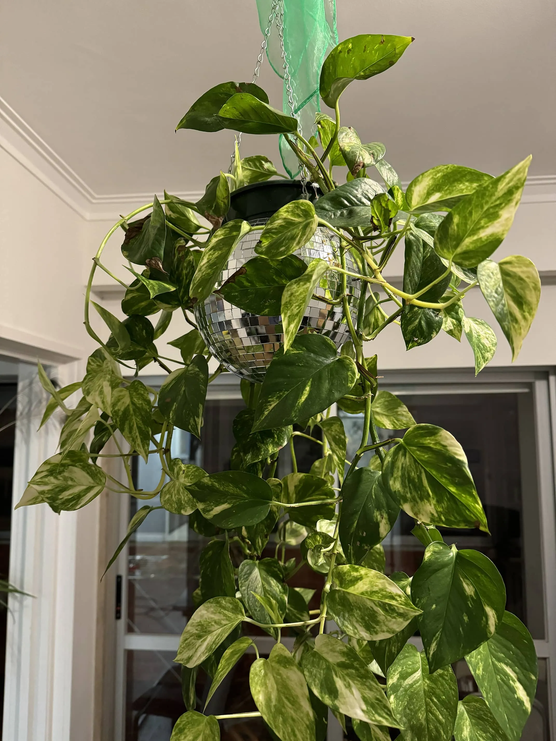 A Funky disco plant for your ceiling !, photo 1