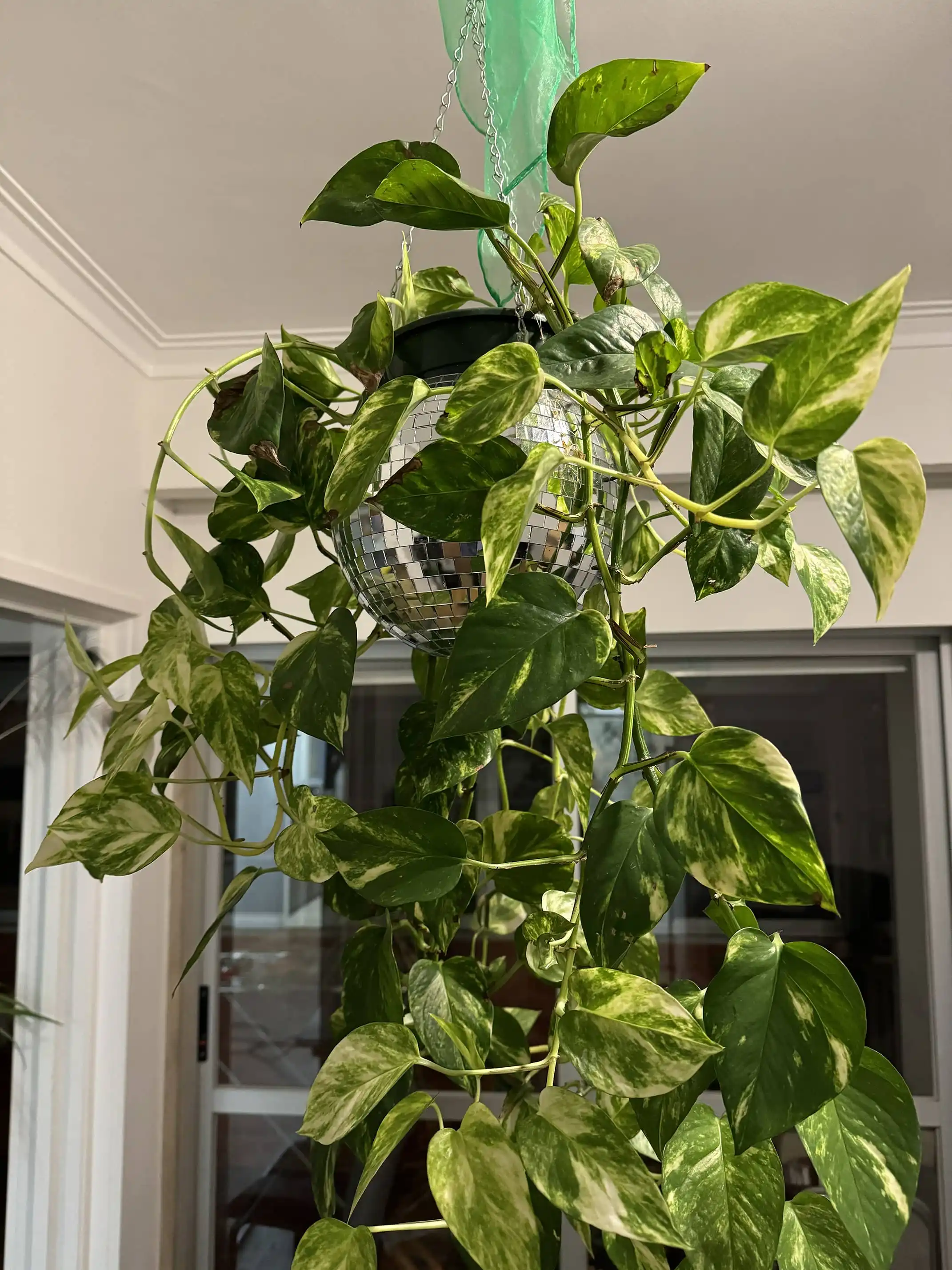 A Funky disco plant for your ceiling !